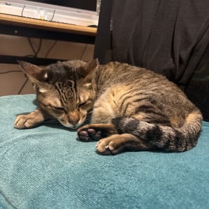 Picture of Moomoo
