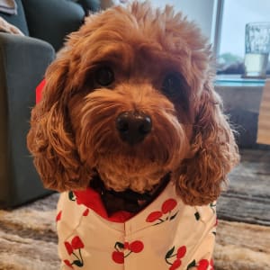 Picture of Maxie
