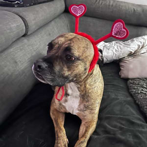 Picture of Honey Joy