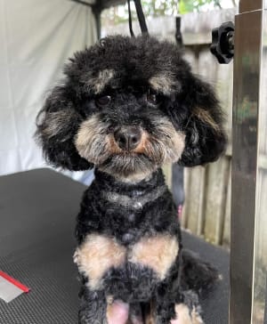Picture of Daisy