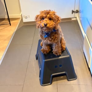 Picture of Alfie