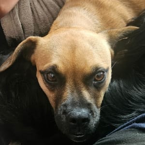 Picture of Ruby