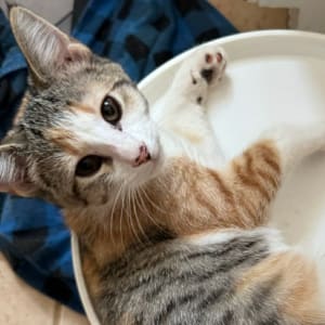 Picture of Diamond