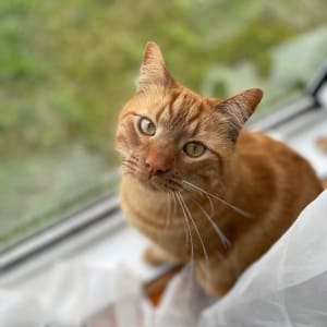 Picture of Milton