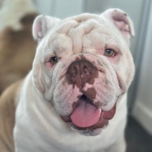 Picture of Onyx