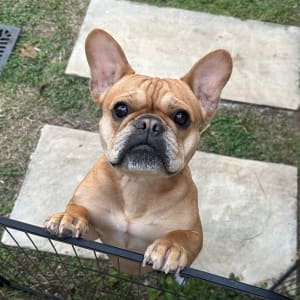 Picture of Frankie