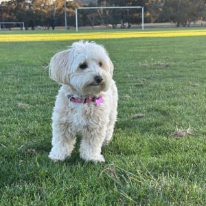 Picture of Winnie