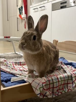 Picture of Bunny