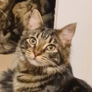 Picture of Penny