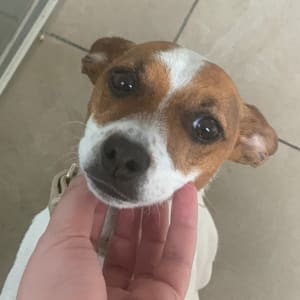 Picture of Caramel