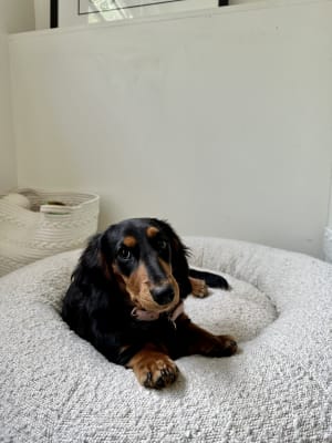Picture of Luna