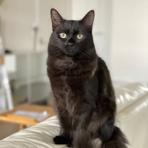 Picture of Ula