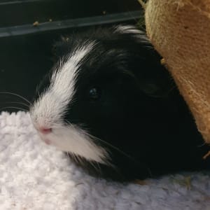 Picture of Oreo