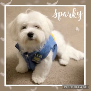 Picture of Sparky