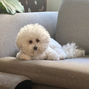Picture of Chloe