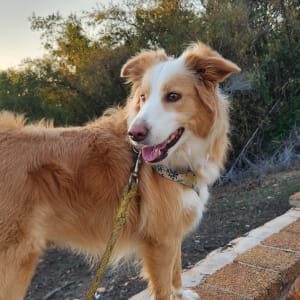 Picture of Loki