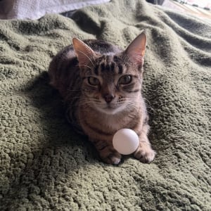 Picture of Sprinky