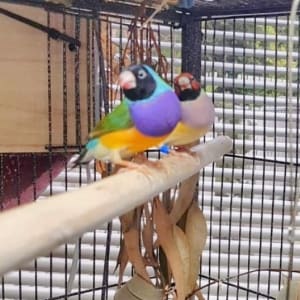 Picture of Gouldian finches