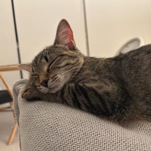 Picture of Peanut