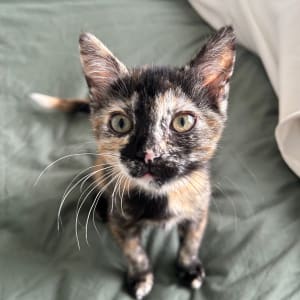 Picture of Pretzel