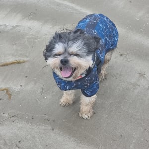 Picture of ziggy