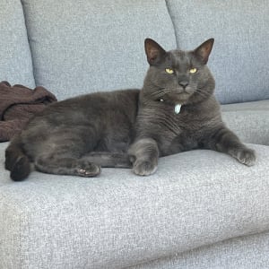 Picture of Smokey