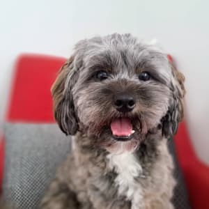 Picture of Mugi (Moogie)