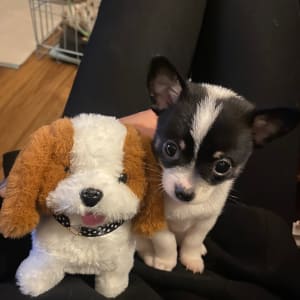 Picture of Winnie