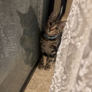 Picture of Leo
