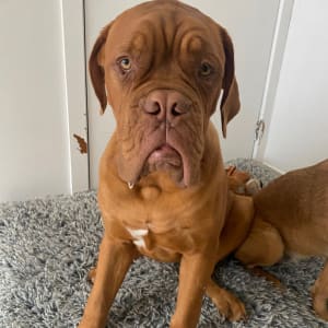 Picture of Bear