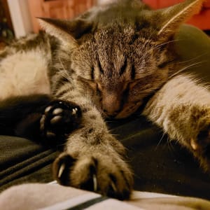 Picture of Leo
