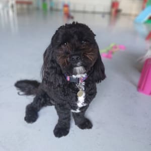 Picture of Ziggy
