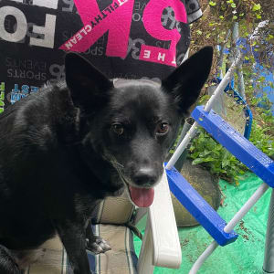 Picture of Baxter