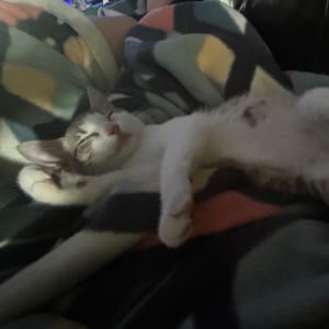 Picture of Flash