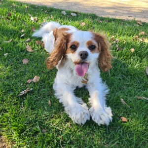 Picture of Evie