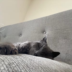 Picture of Milo