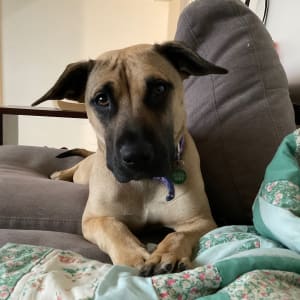 Picture of Brandy Appleton