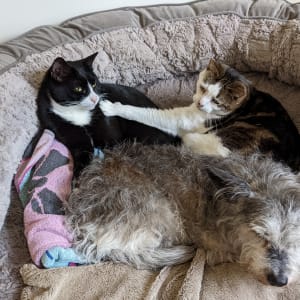 Picture of Two Dog Friendly Cats