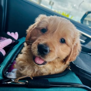 Picture of Bonnie