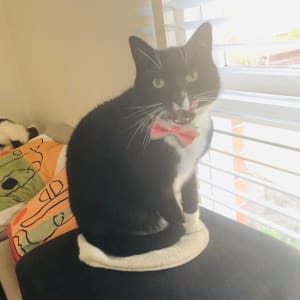 Picture of Hershey
