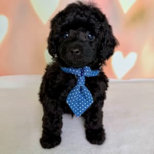 Picture of Cosmo