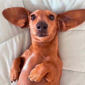 Picture of Pretzel
