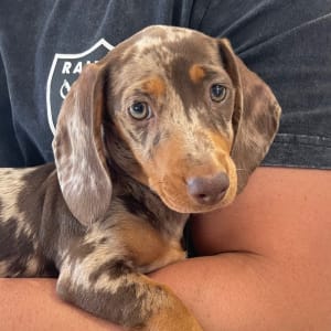Picture of Cookie