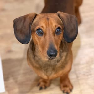 Picture of Biscuit