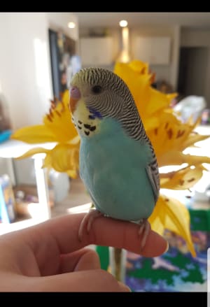 Picture of Bluey