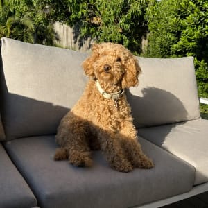 Picture of Teddy