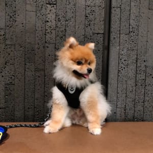 Picture of Shadow