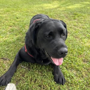 Picture of Molly