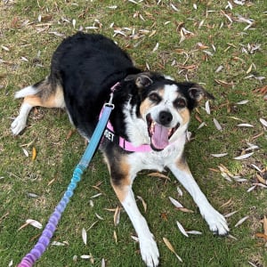 Picture of Gidget