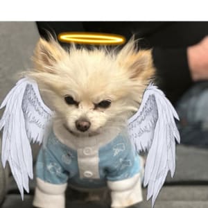 Picture of Frankie (sadly deceased)